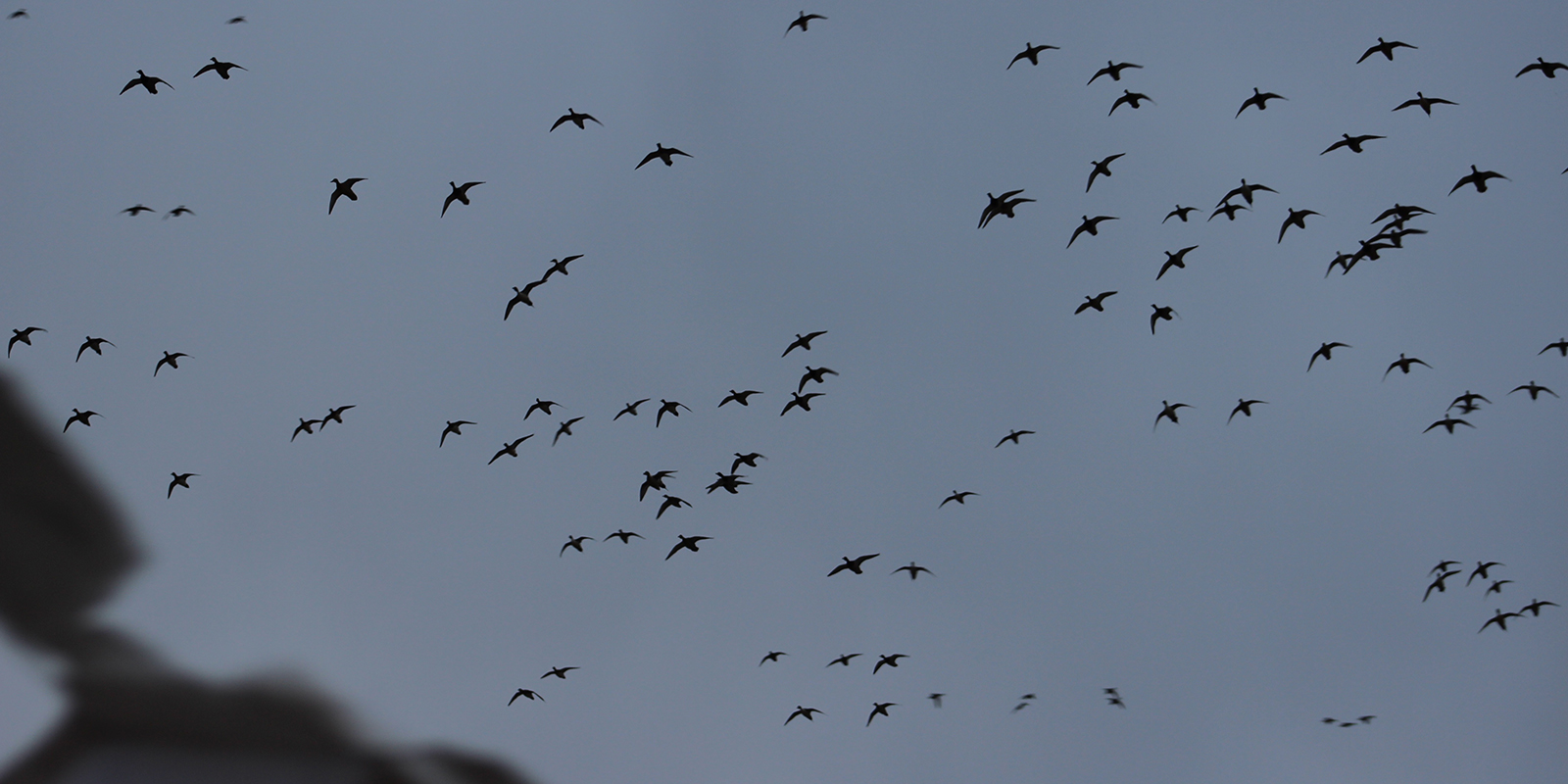 Ducks Overhead Overcast
